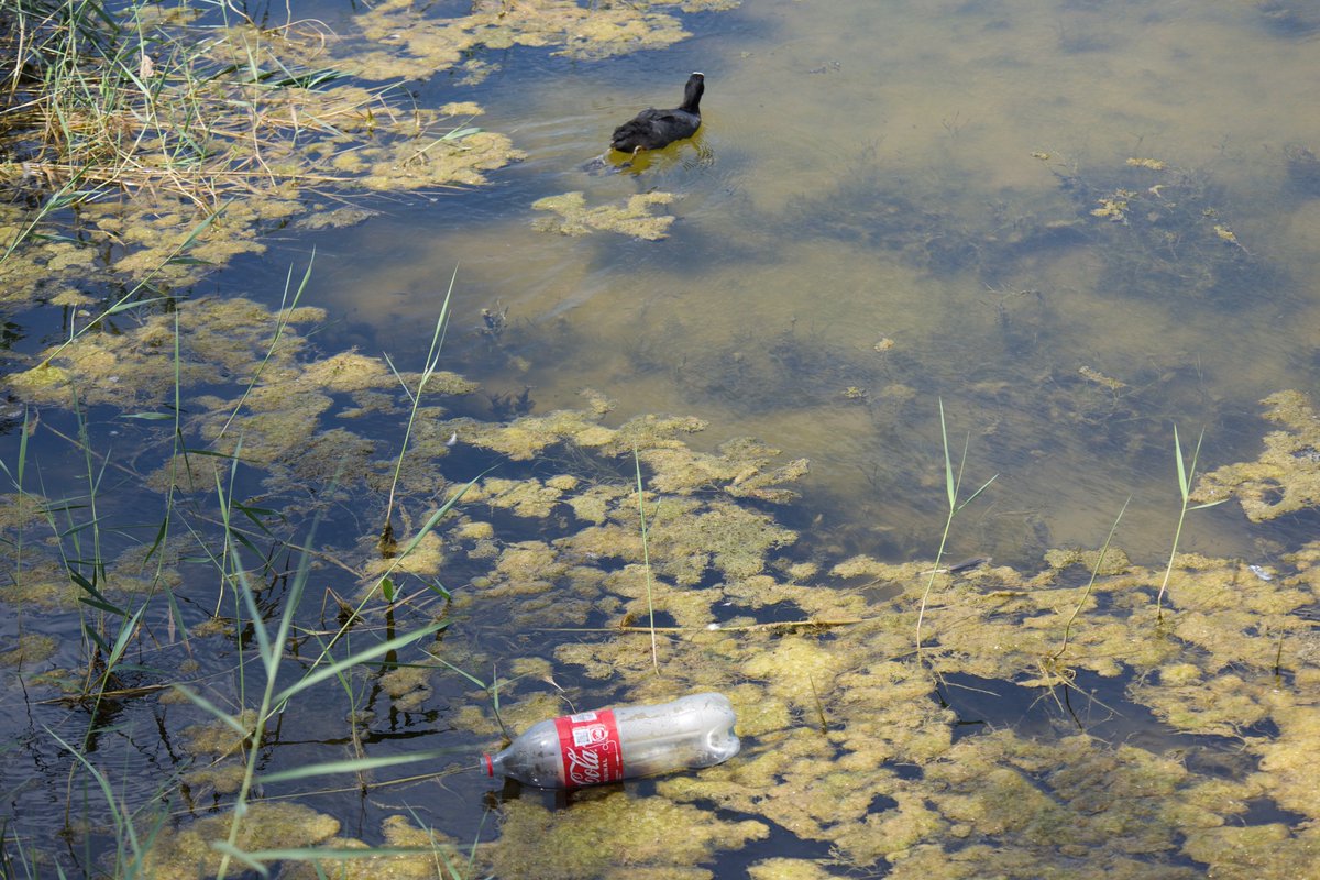 Framaurus's tweet photo. Toda la #RedNatura2000 del Foix #cubelles es zona de libre botellón, gracias a #ajcubelles. #diaridtarragona #eixdiari #canalblau #noticiesenxarxa #laciutatdelgarraf  #elperiodico_cat #laura_gm4  #accioclimatica  #agricultura_cat #ecologistas #SEOBirdLife_Cat #ecologistescat https://t.co/QNTdaVu9vM