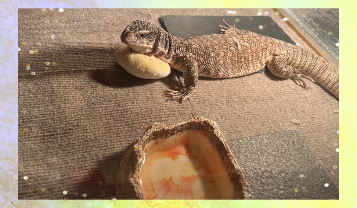 nnkhret's tweet photo. 2023.8.15
チラッと覗いてみたら
コレ♡
かわいすぎ🫰🦎

#サバンナモニター
#サバモニ
#爬虫類 https://t.co/GGmEVYa7Yp