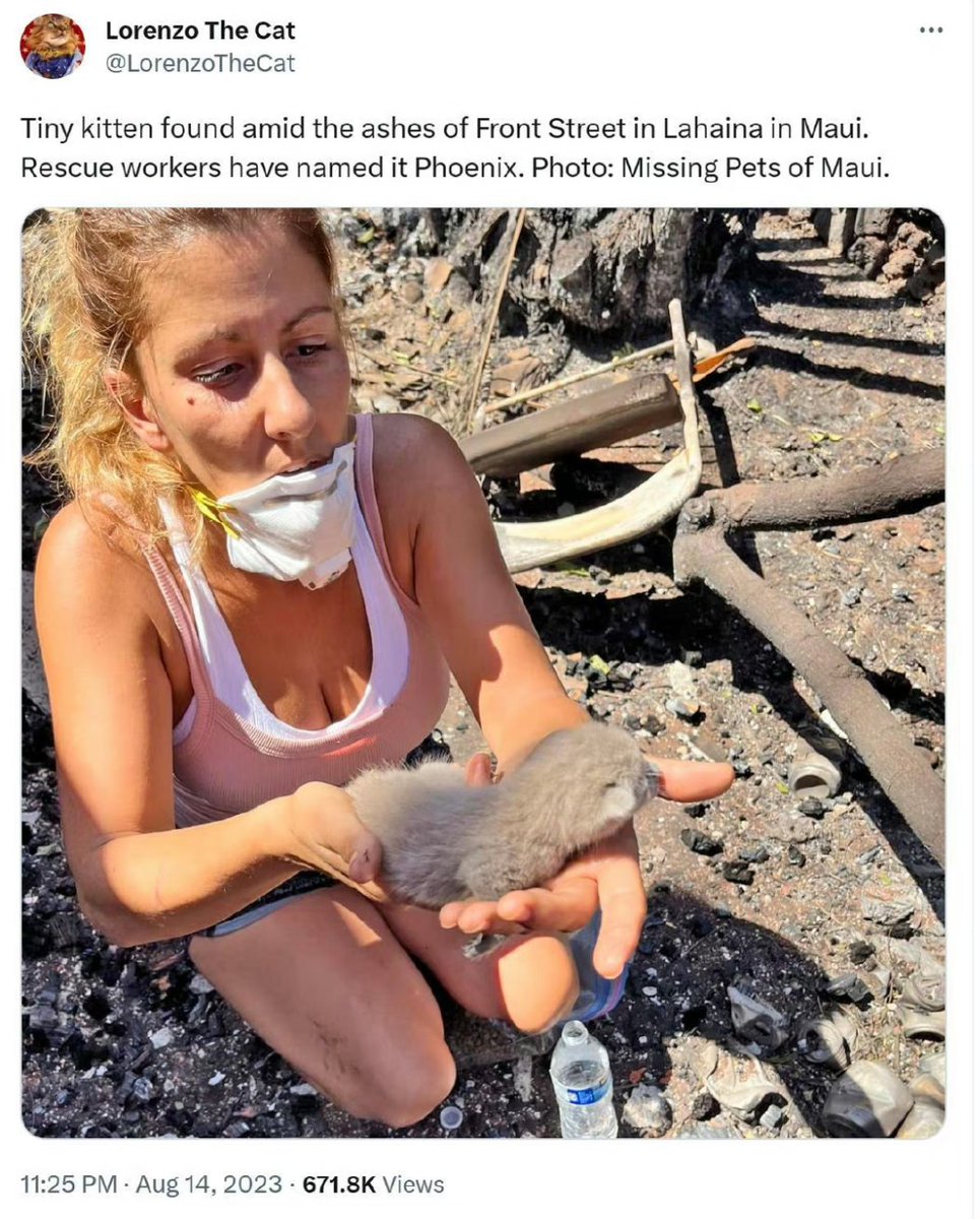 救援人員從夏威夷大火🔥的灰燼中救出了小貓。 嘖嘖嘖，美國火災必救貓狗，看來夏威夷人民死而無憾了。