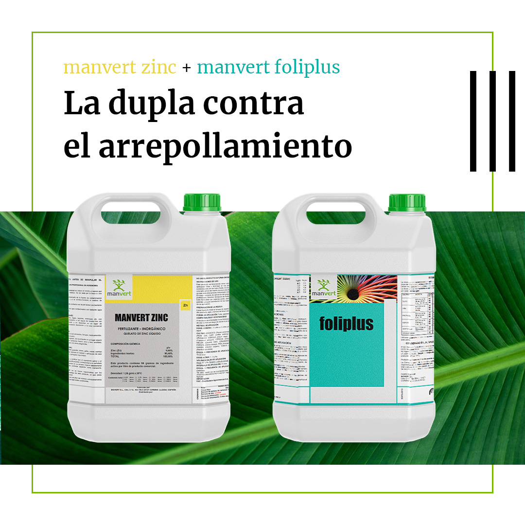 manvert_'s tweet image. 🍌Evite el #arrepollamiento con la dupla ganadora
Para más información, contacte con nuestros asesores📲bit.ly/manvert
#manvertsolutions #agriculturasostenible