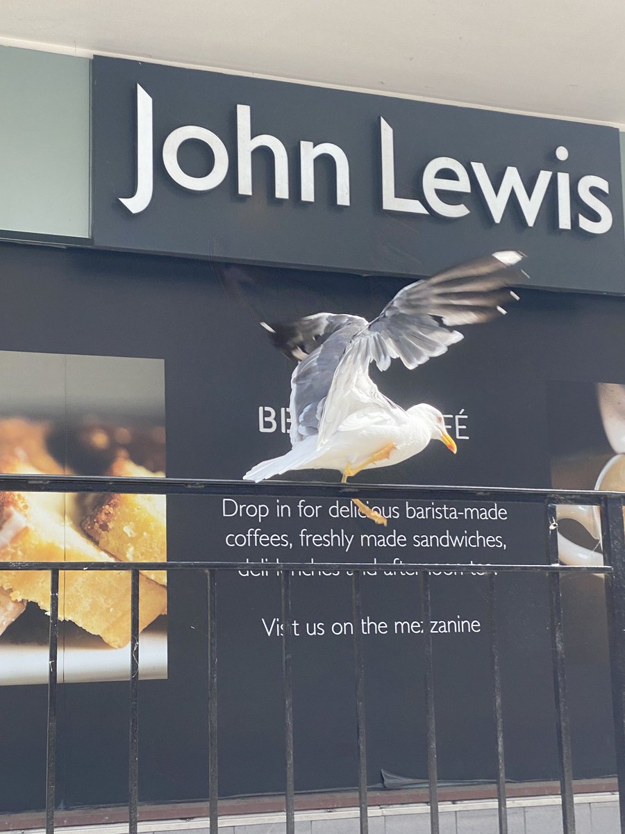 Ventured out of Cambs into Norwich today…was totally over excited to see <a href="/ChrisPage90/">Chris Page - Weatherman</a> in the flesh…in the street. 
For once I was speechless and thus am bereft of a selfie ☹️ managed to snap this seagull though…