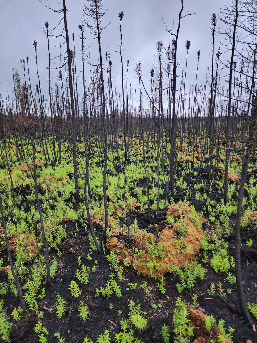 So the I-PAD is mostly unscathed from the recent #wildfire, sans a few scorched trees. Look at the #moss carpet! Such a relief and now easger to see how the surrounding #peatland catch up to the #restored well pad! #appliedresearch