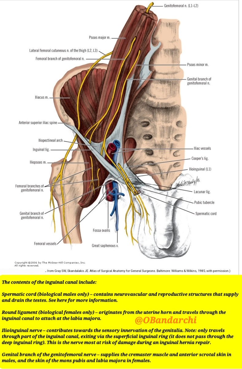The contents of inguinal canal explained in the figure.If you wanna know a few details use 332😉:
●3Fascial layers: 
external spermatic,cremasteric,internal spermatic.
●3Arteries: artery to vas(ductus) deferens,cremasteric artery,testicular artery.
●2Nerves(explained in image)