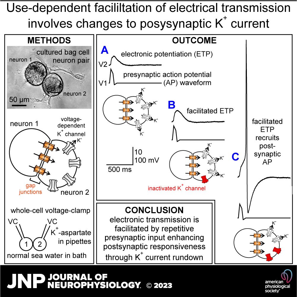 JNeurophysiol's tweet photo. 👉New research in #JNeurophysiol "Use-dependent facilitation of electrical transmission involves changes to postsynaptic K+ current" by Yueling Gu et al.
🖱https://t.co/P1N4eOascK
#GapJunction #JunctionalCurrent #afterdischarge #NeuroendocrineCell https://t.co/5htH16zkxQ