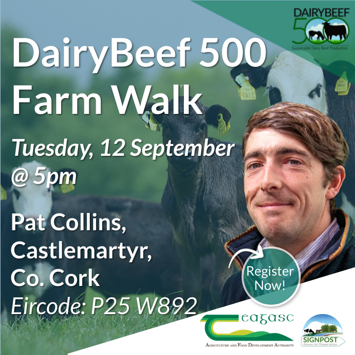 teagasc's tweet photo. Join the #DairyBeef500 team on Tuesday, 12th September at 5pm for a farm walk on the farm of programme participant Pat Collins, Castlemartyr, Co. Cork. Find out more or register here https://t.co/fut8snbzKh @TeagascBeef https://t.co/gBe8cX7D9B