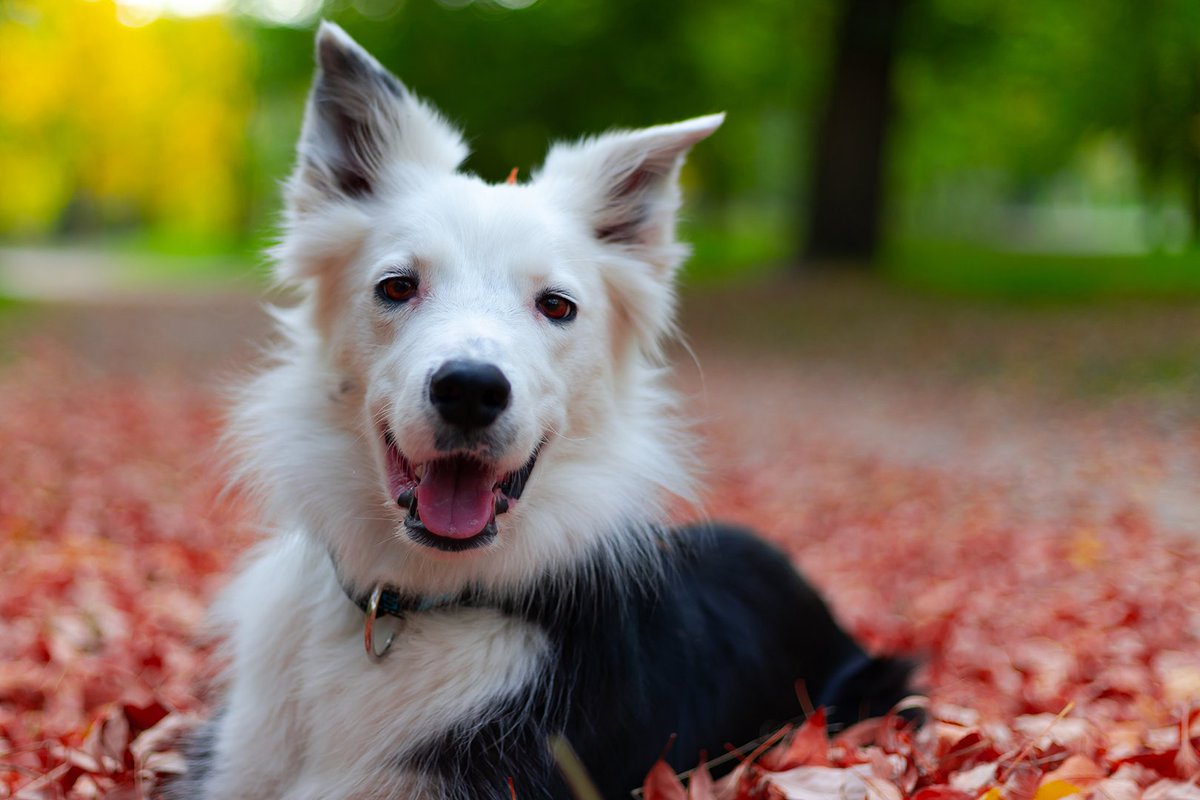 You're invited to Lory's Place on September 1 from 4 to 5:30 p.m. to remember your pets that have died. An RSVP is required by August 25 if you plan to attend.

Call 269.983.2707 to RSVP and learn more about the Pet Remembrance event or visit bit.ly/3QC45ve