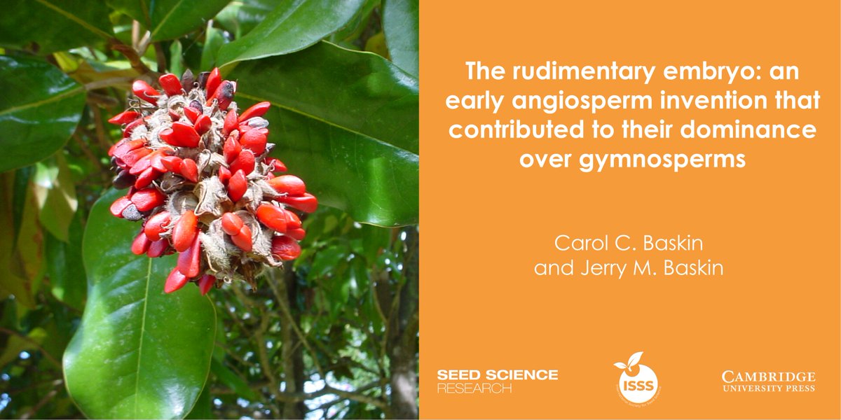 SeedSciRes's tweet photo. #NewPaper 🚨: The rudimentary embryo: an early angiosperm invention that contributed to their dominance over gymnosperms 🌰 🌱 🌲 (1/7) #SeedDevelopment #PlantEvolution #SeedAnatomy @ukybiology @CUP_LifeScience  https://t.co/ds58DyUmYO https://t.co/z796dRY43R