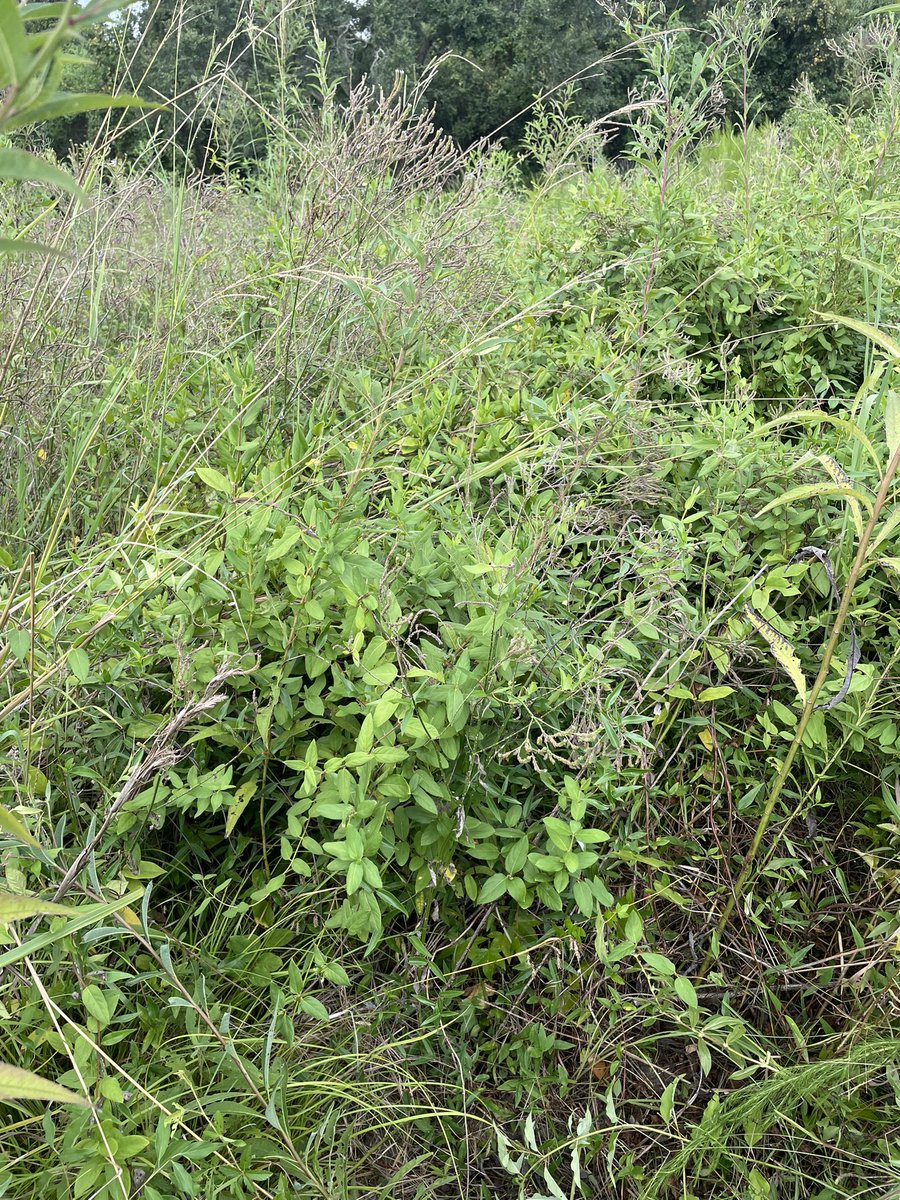 Daijiang Li tweet media