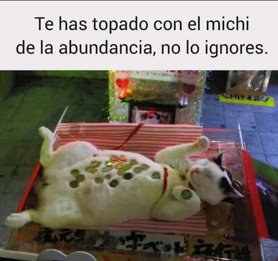 Tiofelino's tweet photo. El michi de la abundancia 🐱🐾 https://t.co/yCKQNKqffl
