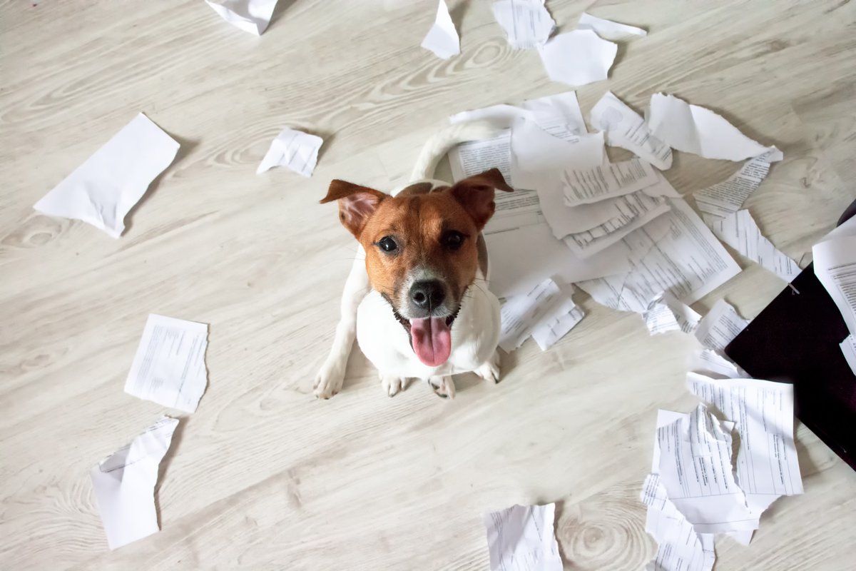 builddirect's tweet photo. Are you a Dog Person? or a Cat Person? Or Both? With BuildDirect, our flooring can handle all of your family's needs. #cats #dogs #BuildDirect https://t.co/xOieWLISY9
