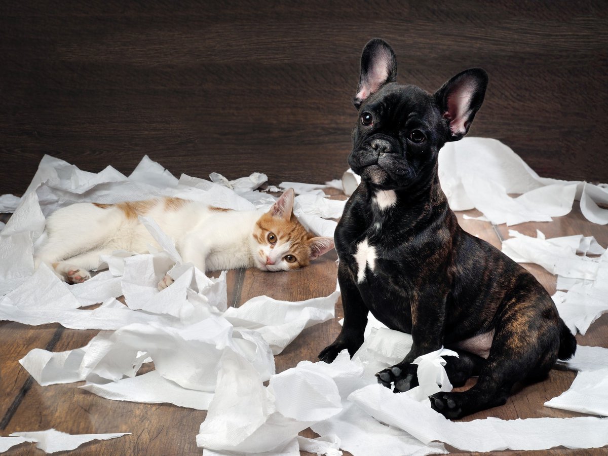 builddirect's tweet photo. Are you a Dog Person? or a Cat Person? Or Both? With BuildDirect, our flooring can handle all of your family's needs. #cats #dogs #BuildDirect https://t.co/xOieWLISY9