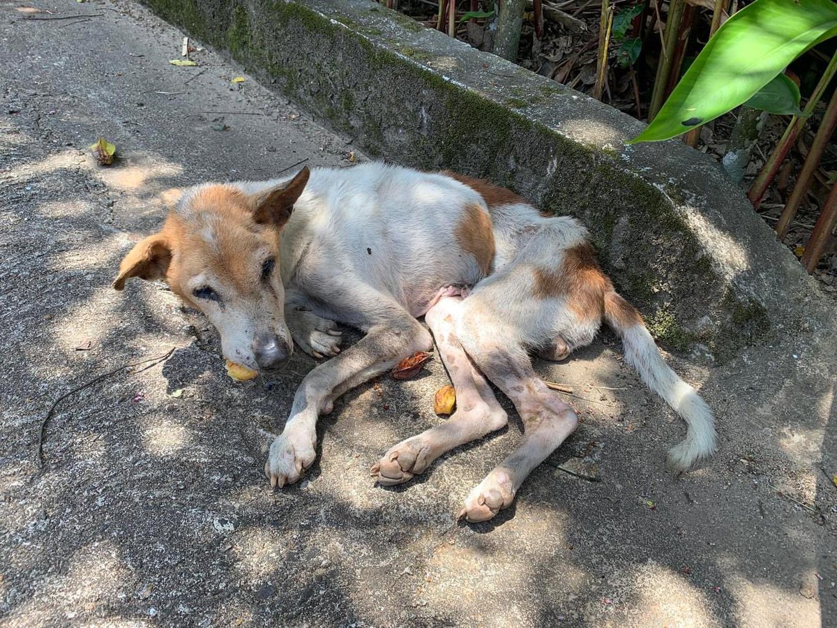 AnimalSOSSLanka's tweet photo. We were informed this poor old boy was another victim of hakkapatas (jaw bomb)

He has no teeth & no lower jaw. He’s arrived at the sanctuary in an emaciated state, totally weakened, dehydrated & he was fading away. 

We have named him Adrian. He’s on treatments, IV fluids & being fed a soft diet. 

Let's hope we can give him some happier times than the hellish existence he has endured on the streets of Sri Lanka for so long. 

Please help us to save dear old Adrian by donating towards his care at the sanctuary ❤️‍🩹

Paypal: donate@animalsos-sl.com

Justgiving: https://t.co/wELaOyeijZ

https://t.co/pR6ofjvFTs

#tuesdaythoughts #dogsoftwitter #rescuedogs #senior #hope
