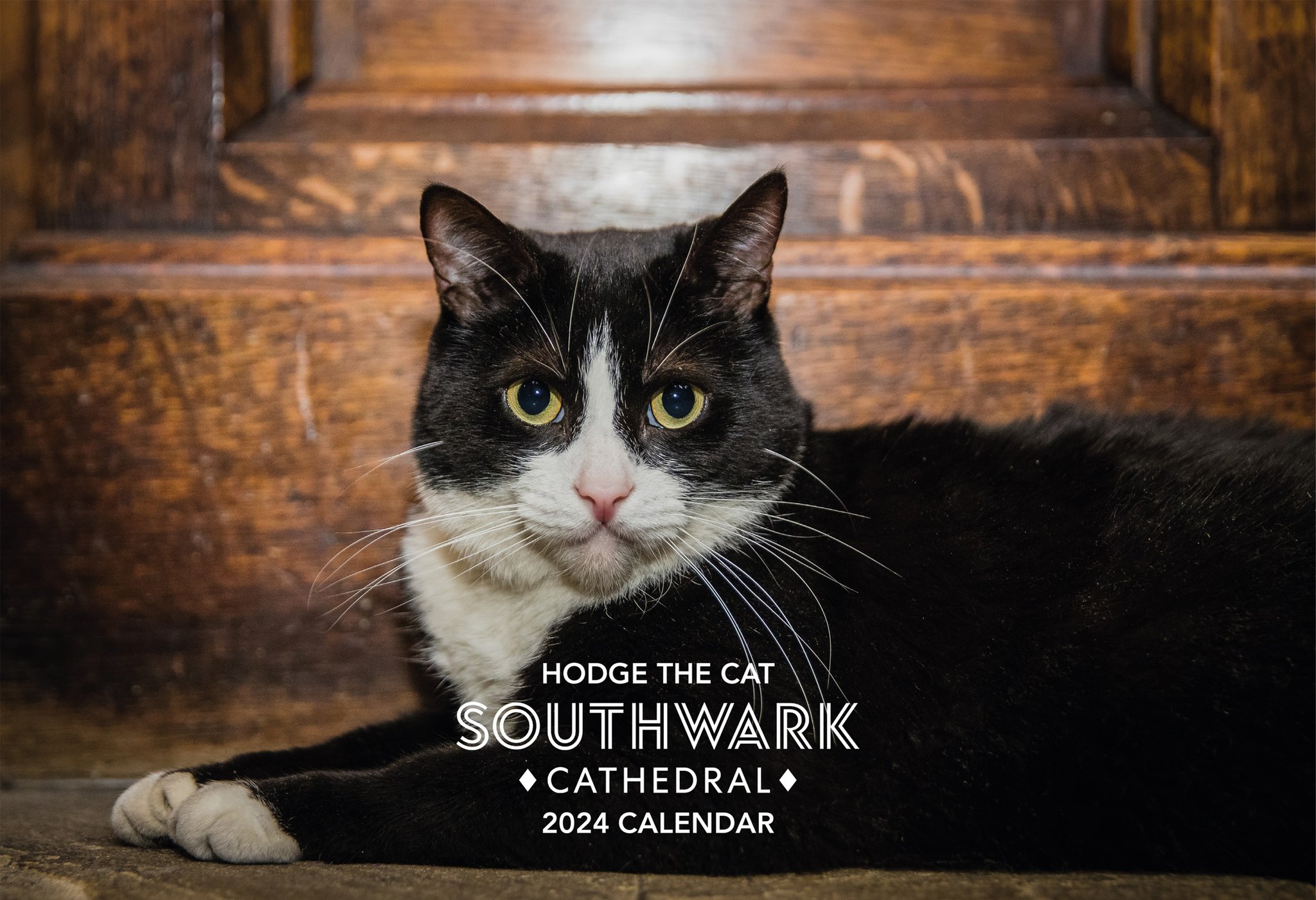 Hodge on X: "Plan your catnaps, Dreamie breaks and all other mischief for  next year by pre-ordering my 2024 Calendar. Full of pawsome photos by  @bdavey_photo this is purrfect for all cat