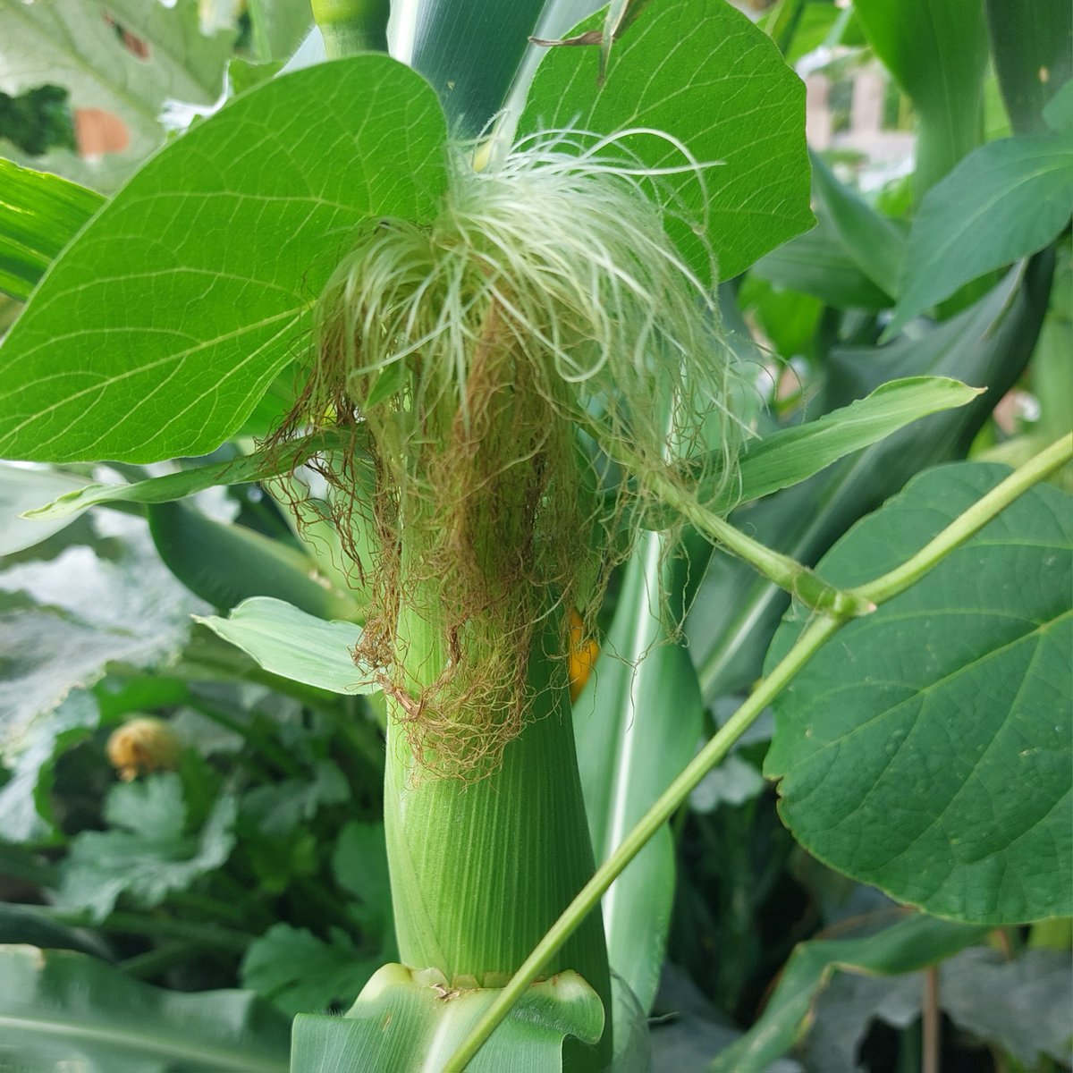 The crops are doing well!