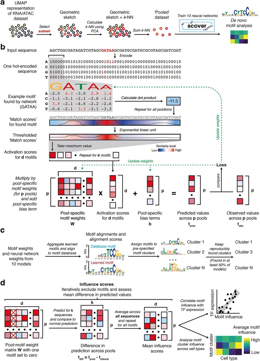 razoralign's tweet photo. scover: Predicting the impact of sequence motifs on gene regulation using single-cell data https://t.co/jKpQsBeL0p https://t.co/WIMhlrZno9