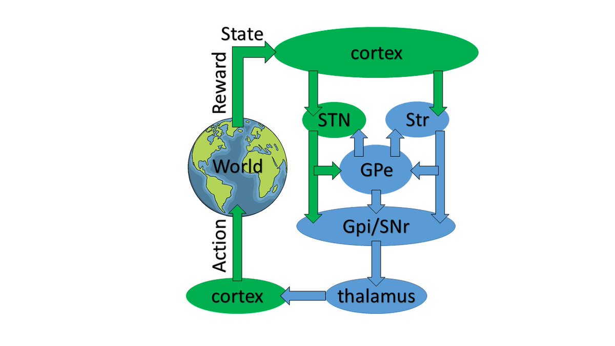 AschNir's tweet photo. Schizophrenia patients have impaired Exploration-exploitation (E-E) balance suggested as a holistic framework for schizophrenia research. Our study finds that stimulating the GPe can ameliorate the E-E imbalance in schizophrenia-modeled non-human primates (NHPs). https://t.co/Ygte1mFXef