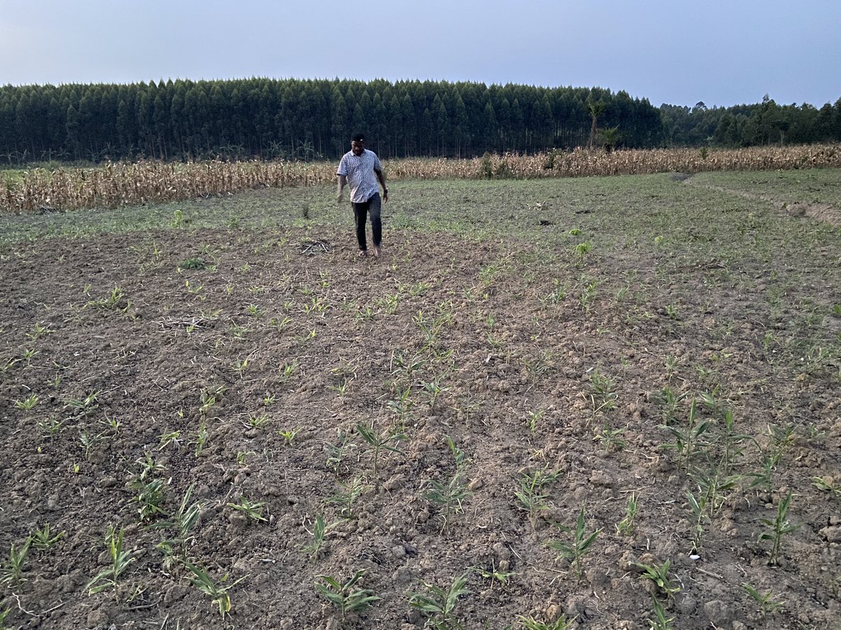 KibajjoBoy's tweet photo. Paid a visit to our beloved Ginger farmers over the weekend, and oh #boy, did I bring my own #raincloud with me! 🌧️

Turns out my presence was like a rain dance, and now they're calling me the 'Anointed Kibajjo #Rainmaker'! 🌦️🤣 

#Rainmaker #GingerFarmers #UnintentionalMagic https://t.co/59YlNvUiOG