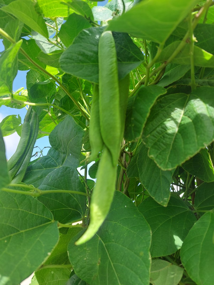 August...we just need some sun!  The insects are happy though :)