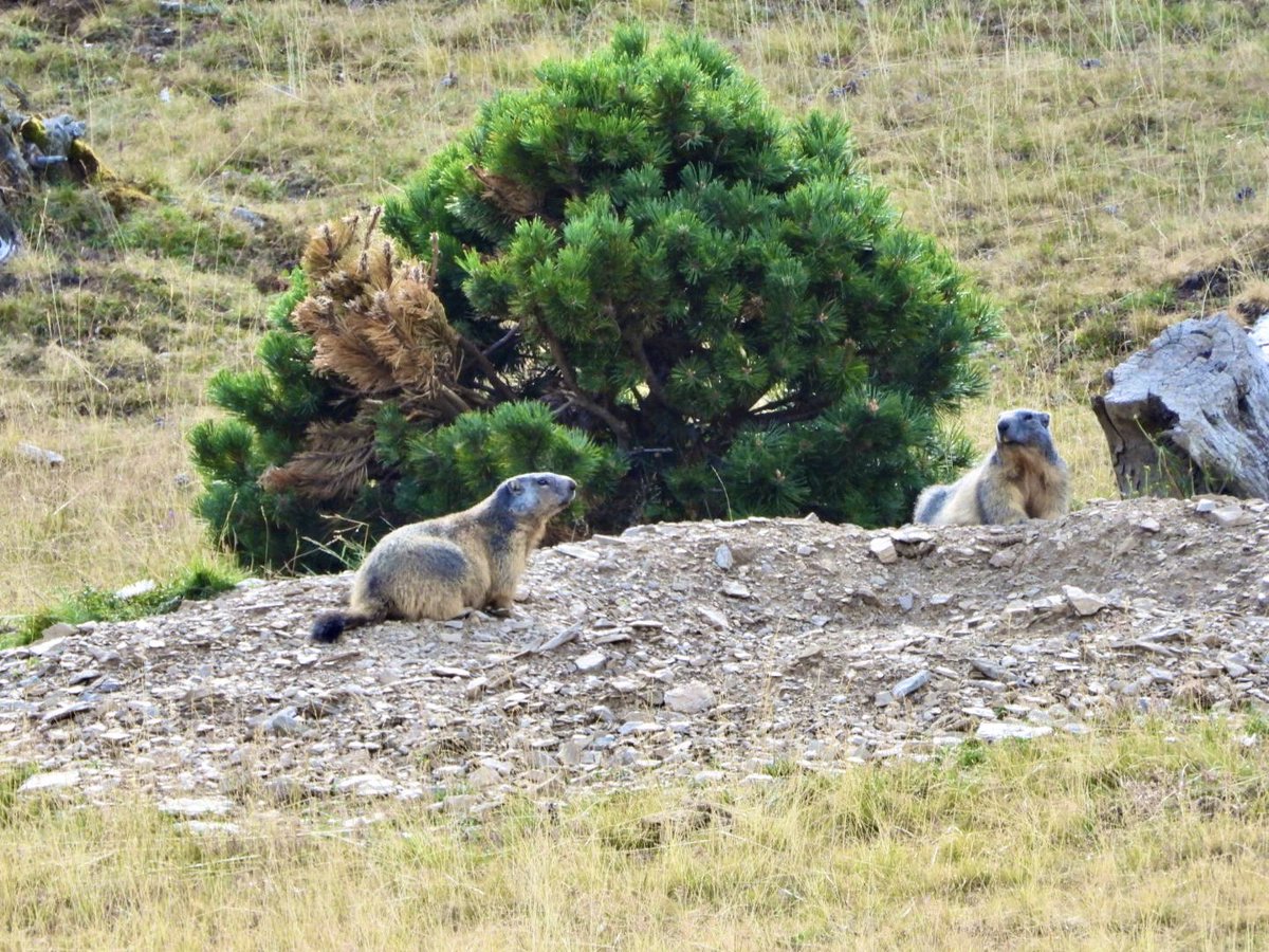 el9nou's tweet photo. Imatges dels lectors | El Puigmal des del Collet de les Barraques, a Planoles 📸 @joel_bares #Ripollès #Catalunya #torablava https://t.co/js4xMfk6aC