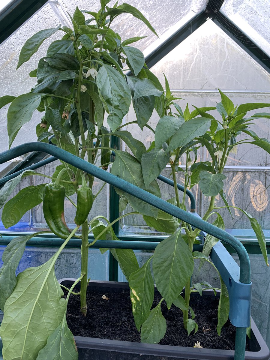 Tomatoes for patient meals…lots more getting there plus some peppers! Exciting days 🥰🥰🥰🥰#greathospitalfood