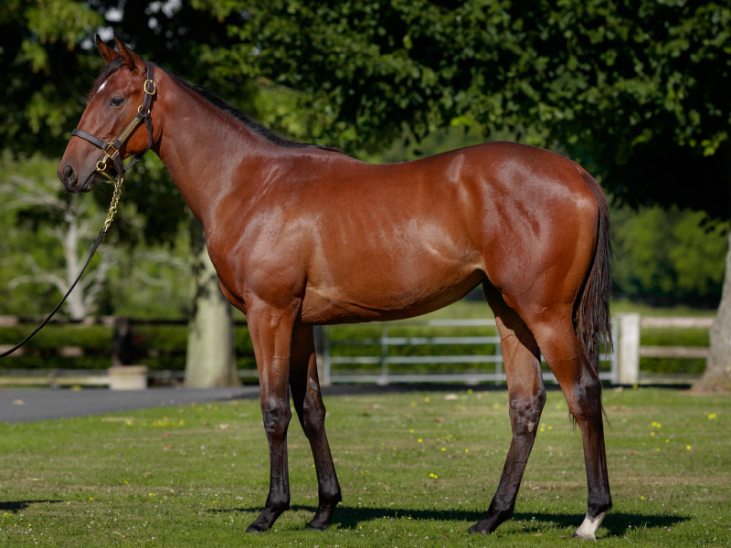 Tweenhills's tweet photo. It's nearly time for the first yearlings by KAMEKO to hit the sales ring @InfoArqana later this week!

💥Gr.1 winning 2YO 
💥The Fastest 2000 Guineas winner in history
💥By the sire of Roaring Lion &amp; Oscar Performance

Take a look at his draft at https://t.co/4RX5tc2yi0 https://t.co/8G3E6M9i9s