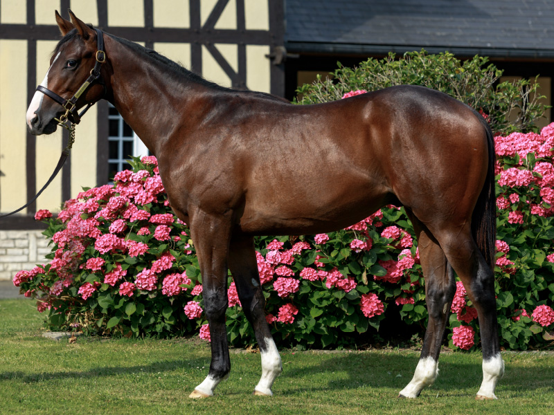 Tweenhills's tweet photo. It's nearly time for the first yearlings by KAMEKO to hit the sales ring @InfoArqana later this week!

💥Gr.1 winning 2YO 
💥The Fastest 2000 Guineas winner in history
💥By the sire of Roaring Lion &amp; Oscar Performance

Take a look at his draft at https://t.co/4RX5tc2yi0 https://t.co/8G3E6M9i9s