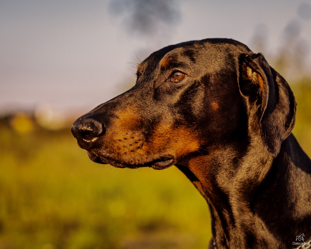 sjuab's tweet photo. Sometimes, the simple, quiet moments make the most significant impact. ✨⁠
⁠
#tranquility #morning #dobeman #dog #sweden https://t.co/ycYIFPhQYq