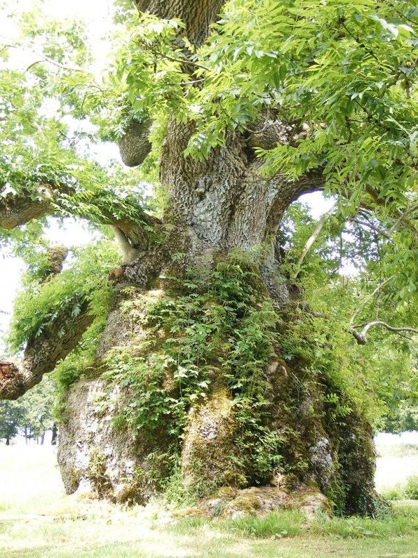 Bizarre_bonsai's tweet photo. The Clapton Court Ash is one of the oldest &amp; largest english ash trees 🌳

It measures at a whopping 9m wide, 12m high and is thought to be 400 years old.

With 90% of the UK’s ash trees at risk of being wiped out by ash dieback, this iconic tree stands as a symbol of resilience. https://t.co/o416mH7HVt