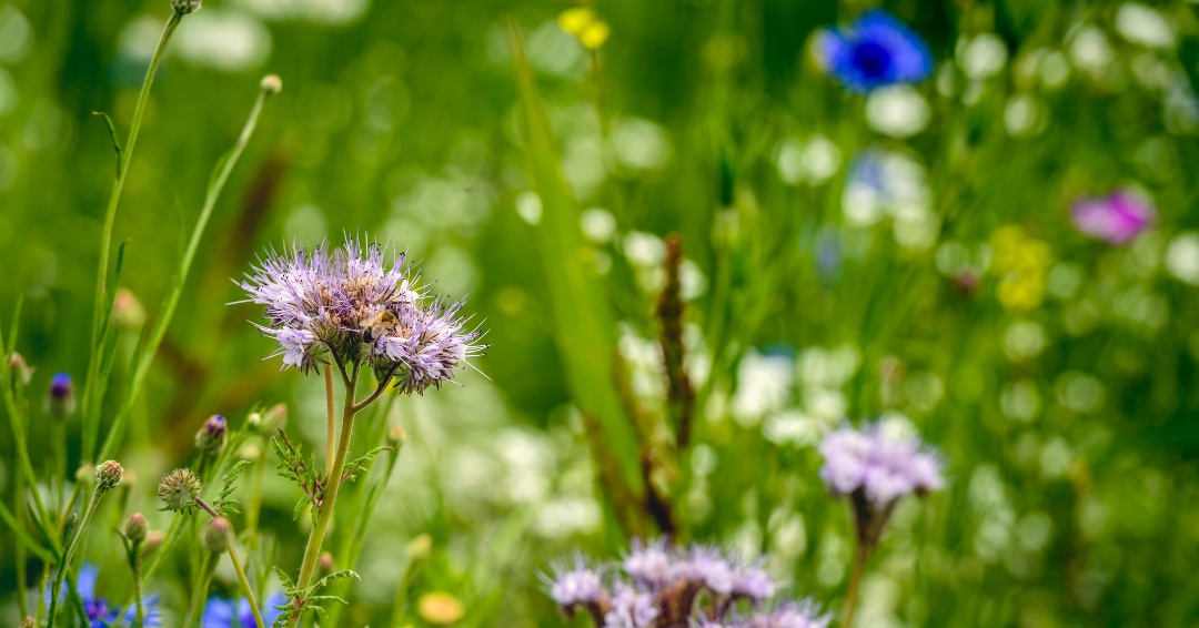 Biodiversity Net Gain in Practice Exeter,  11 Oct 2023,  9-1
The session will examine how, what, and where BNG can be achieved.  
Book via email: office@ecological-surveys-ltd.co.uk   #BiodiversityNetGain #BNG #Workshop