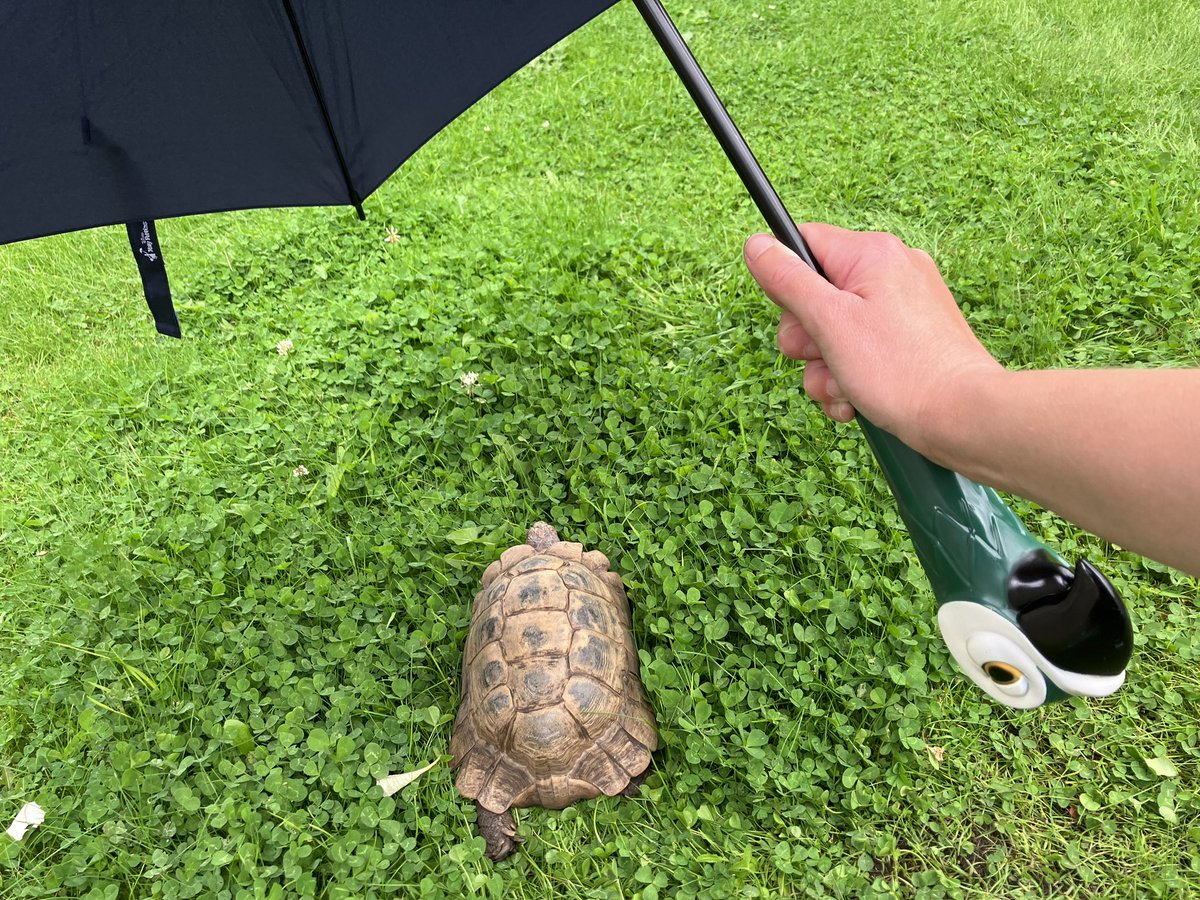 PrinceTobyTort's tweet photo. It started raining while I was munching on clover so I made my human fetch her umbrella. (Yes, my human is Mary Poppins!) #PracticallyPerfect #MaryPoppins https://t.co/tn9bqxopLT