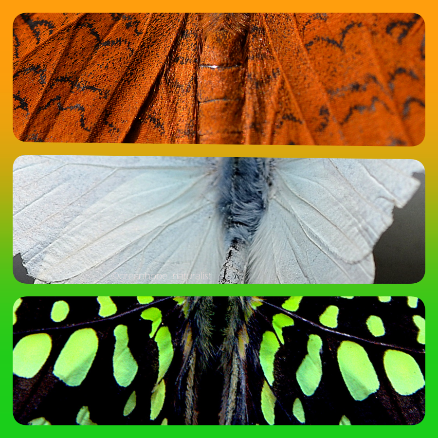 Nature (butterflies 🦋) Flaunting Tricolor ..!

#IndependenceDay2023 #indianindependenceday
#aazadi #tricolorinnature #tricolor #butterflystudy #butterflygardens #butterflyrearing #butterflyreels #butterflyphotography #freedomfromreligion @savebutterflies @ButterflyCssl @IndiAves