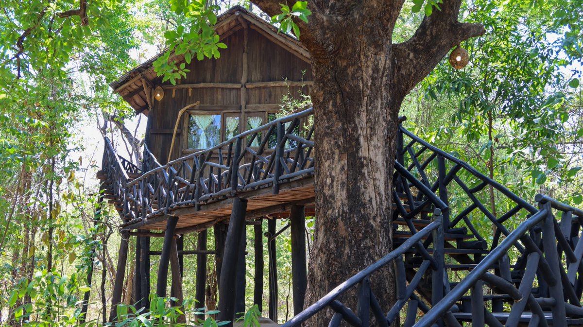 WildThings_Roam's tweet photo. Stay in a #treehouse and see #tigers in #India at the incredible #TreeHouseHideaway Lodge near #BandhavgarhNationalPark.
https://t.co/WD5LmbOY4x https://t.co/AmhwfLFDu0