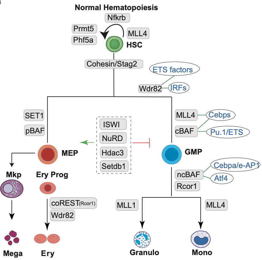 David Lara-Astiaso (@davidlarastiaso) on Twitter photo Thrilled to share my work on <a href="/NatureGenet/">Nature Genetics</a>. It's not just TFs! A lineage dependency map for chromatin factors in hematopoiesis. Great mentorship by Brian Huntly and awesome collaboration with <a href="/Nik_Fortelny/">Nikolaus Fortelny</a>. With <a href="/Julenmend/">Julen M</a>, <a href="/NishaNarayan15/">Nisha Narayan</a> <a href="/wildtypehuman/">Jake P. Taylor-King</a>.
nature.com/articles/s4158… Thrilled to share my work on <a href="/NatureGenet/">Nature Genetics</a>. It's not just TFs! A lineage dependency map for chromatin factors in hematopoiesis. Great mentorship by Brian Huntly and awesome collaboration with <a href="/Nik_Fortelny/">Nikolaus Fortelny</a>. With <a href="/Julenmend/">Julen M</a>, <a href="/NishaNarayan15/">Nisha Narayan</a> <a href="/wildtypehuman/">Jake P. Taylor-King</a>.
nature.com/articles/s4158…