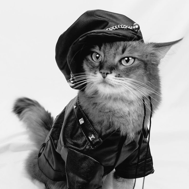 yangyang as cats! tweet media