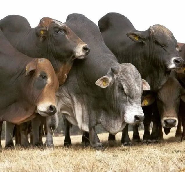 If you are interested in cows farming, like and retweet!