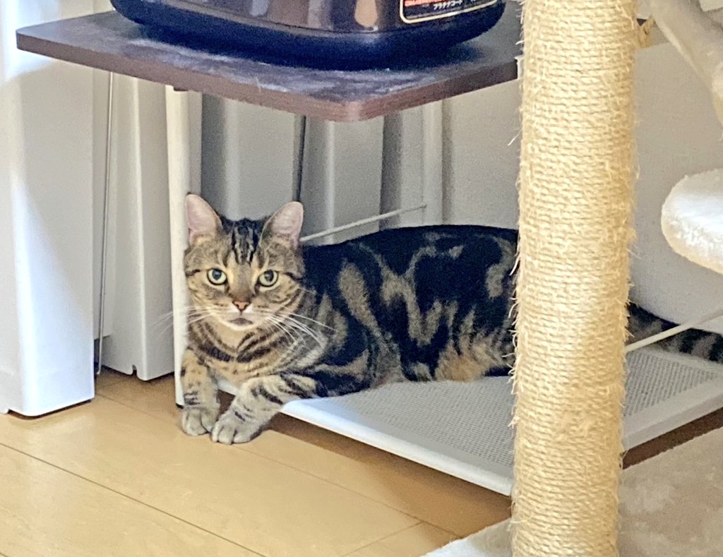 可愛らしき力丸😺