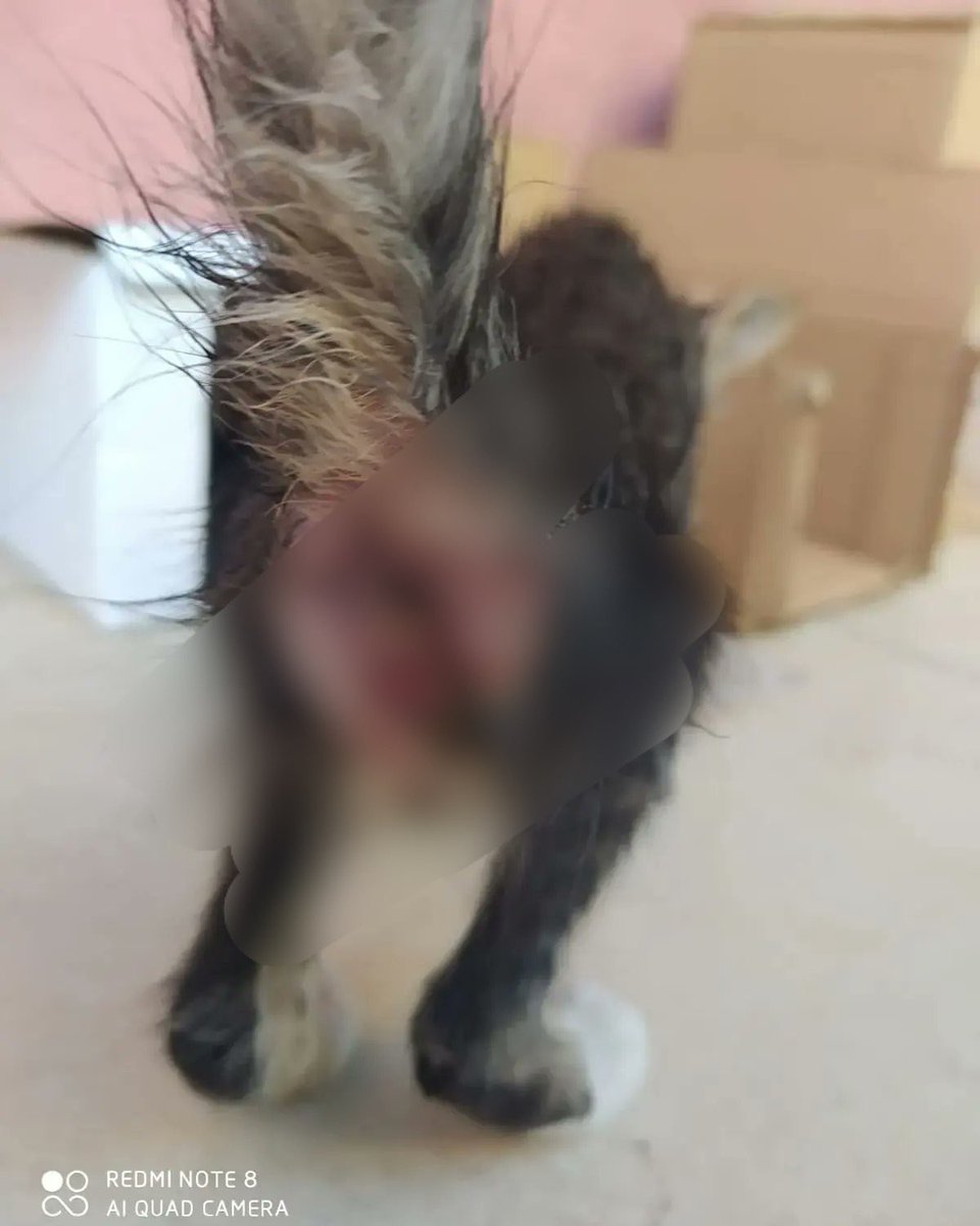 darkbluechild's tweet photo. Köpekler sokakta olduğu için t*cavüze uğruyor öylemi?

T*cavüz bir suçtur,hiçbir canlı sokakta diye tecavüze uğramış olamaz,bu suç meşrulaştırılamaz.

Bu kedi 2 aylık,t*cavüze uğramış,haznesinden 2 gündür s*erm geliyormuş.Bu kedidemi sokakta olduğu için buna maruz kaldı?Yoksa bu suçu işleyenler sokakta dolaştığı içinmi bu suçlar işleniyor?Bu suçu işleyenler evlerin içinde çoluğa çocuğa neler yapıyor?

Utanın artık utanın.

#HayvanHaklarıAnayasaya
