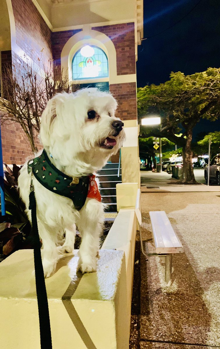 saltywavedog's tweet photo. Come on every pawdy, throw whatever you have at this link, and #PawGust will fetch it! 

https://t.co/UlkdWoFmsv

#puppypower #dogwalk #pawsomedogs #pawgust2023 https://t.co/BDqilFJ1re