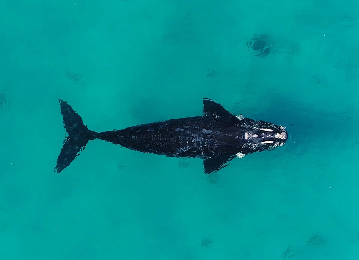 Fieldwork on southern right whales: Mirnong Maat (Whale Journeys) research project investigating the foraging grounds of Australian right whales. Details at tohoravoyages.ac.nz/welcome-to-mir…. Stay tuned for updated whale tracks. #MirnongMaat #rightwhale