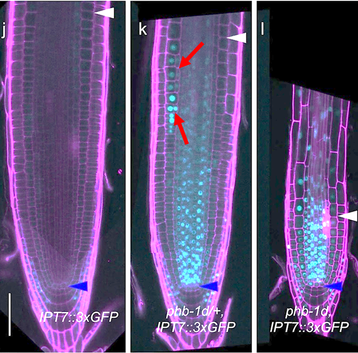 Great results! Asymmetric periclinal cell division in cortex, with clear radial asymmetry.