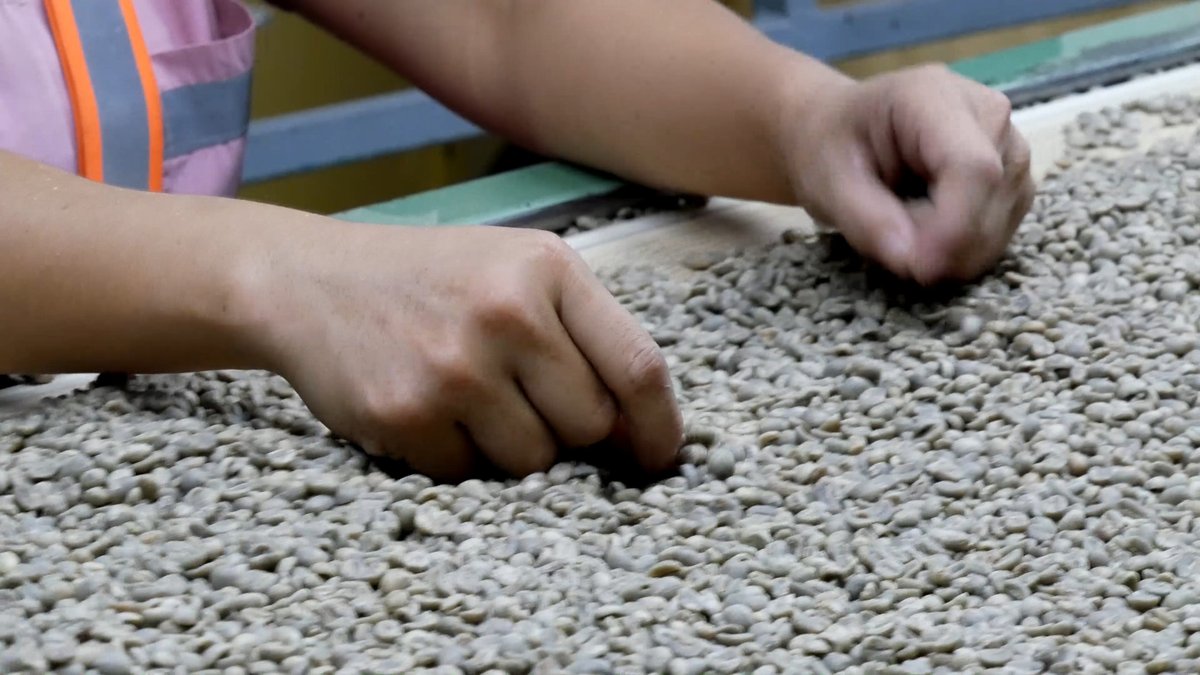 Neues von #FEDECOCAGUA. Geschäftsführer Ulrich Gurtner wurde aus der Haft in Hausarrest überführt. Auch die Konten des Verbands sind wieder freigegeben. Im April hatte die Generalstaatsanwaltschaft in #Guatemala ihm und dem Verband Geldwäsche vorgeworfen – ohne Beweise. @MISEREOR