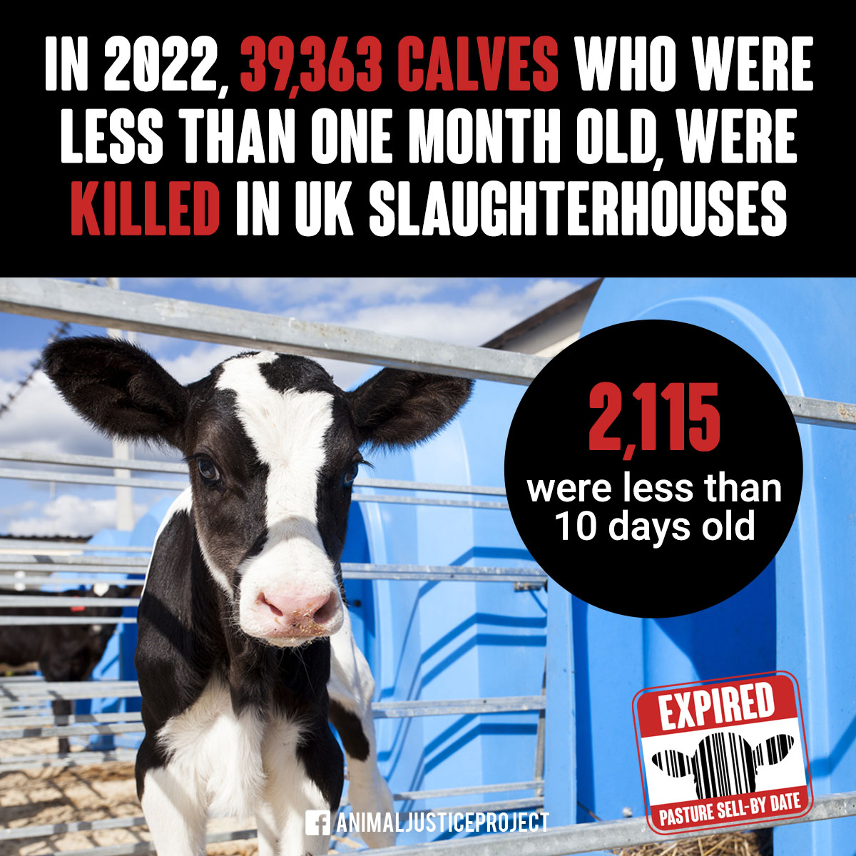 🐄 #DAIRYSTILLKILLS 🥛 
In 2022, 39,363 calves (some less than 10 days old) were killed in UK abattoirs. Over 1 million calves suffer in the dairy-beef system. The changes implemented to end the shooting of day-old calves on farms simply moved the killing to abattoirs. 
#GoVegan