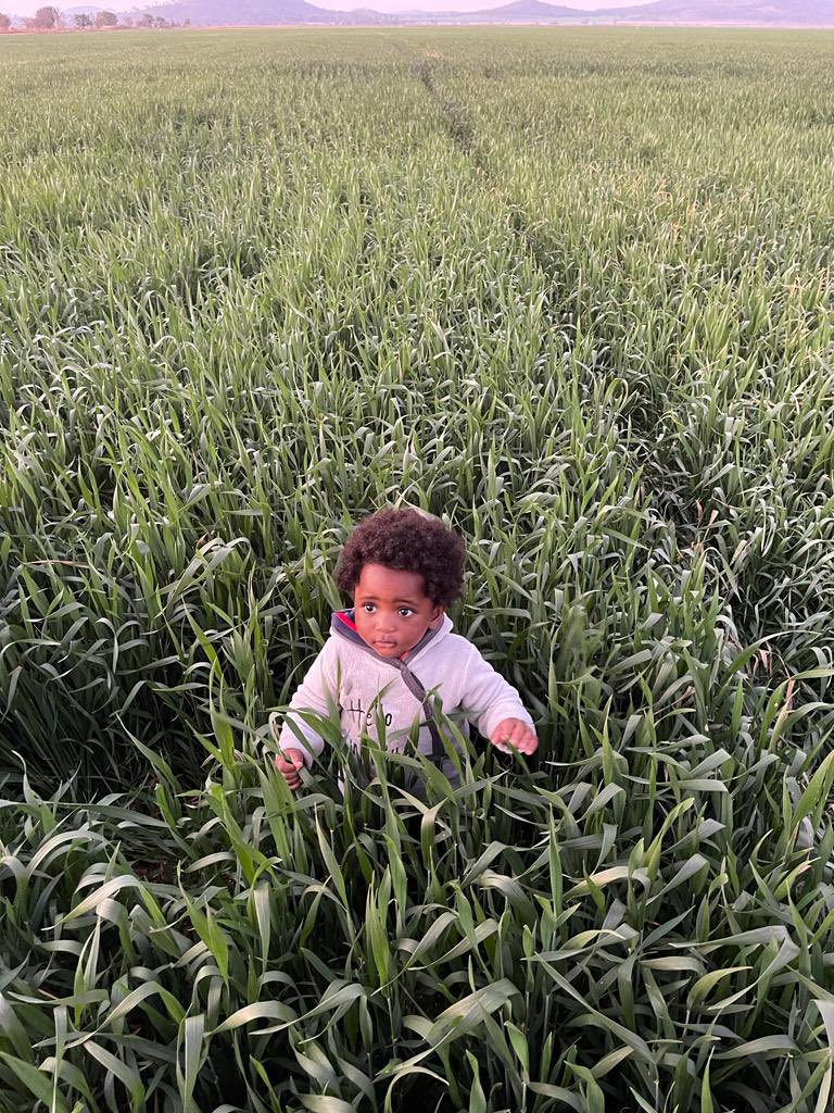 WendyMadzura's tweet photo. 👶🏽Agronomist “LITE” chronicles.

Out and about today scouting in a crop of SC SERENA wheat.

#CatchThemYoung 🙏🏾 https://t.co/LtAhrn21oV