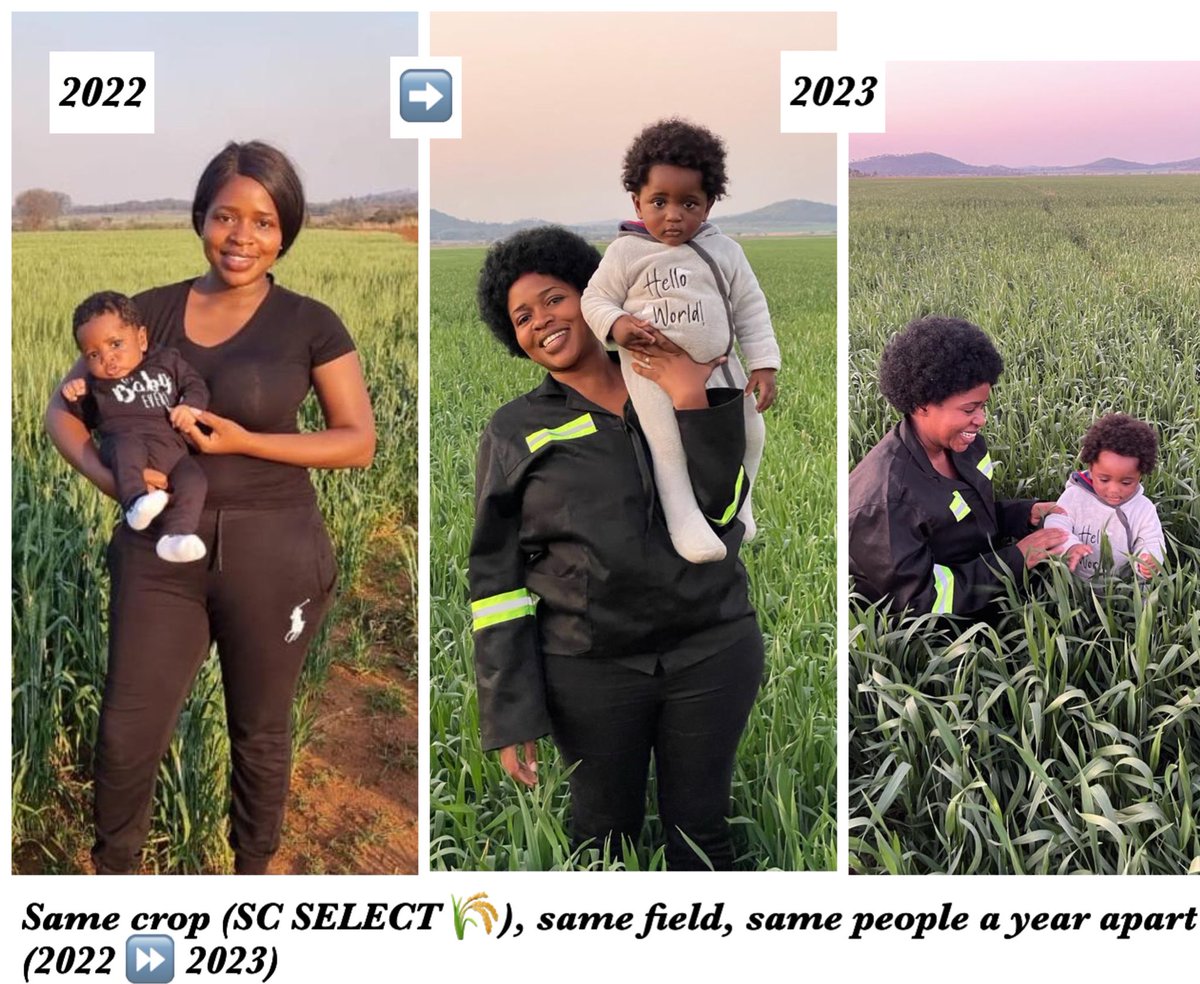 WendyMadzura's tweet photo. 👶🏽Agronomist “LITE” chronicles.

Out and about today scouting in a crop of SC SERENA wheat.

#CatchThemYoung 🙏🏾 https://t.co/LtAhrn21oV