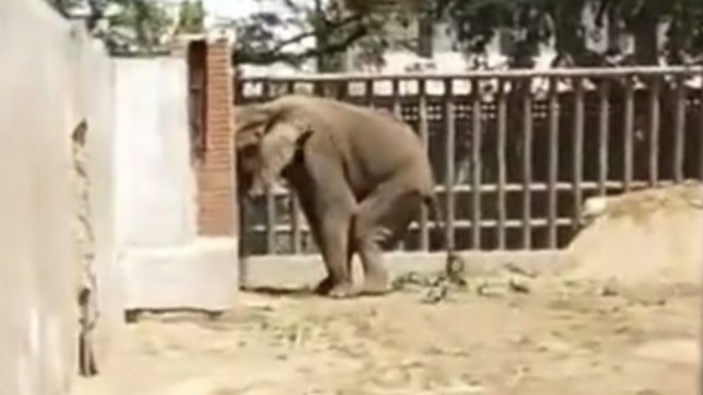 Ask yourself this why does Gary only want the ☝️vet who said no to Lucy’s 🧳 back to do her 2023 assessment.
@gdewar Frank was the vet who had his 🙌 on #NoorJehan in Karachi zoo and left her a day later in palliative care in the 🙌 of her abusers
And you want him to touch Lucy