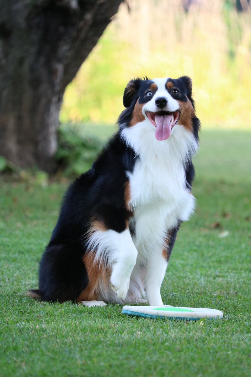 Luna’s Account Now!💖 (Angel Rex)🐶 tweet media