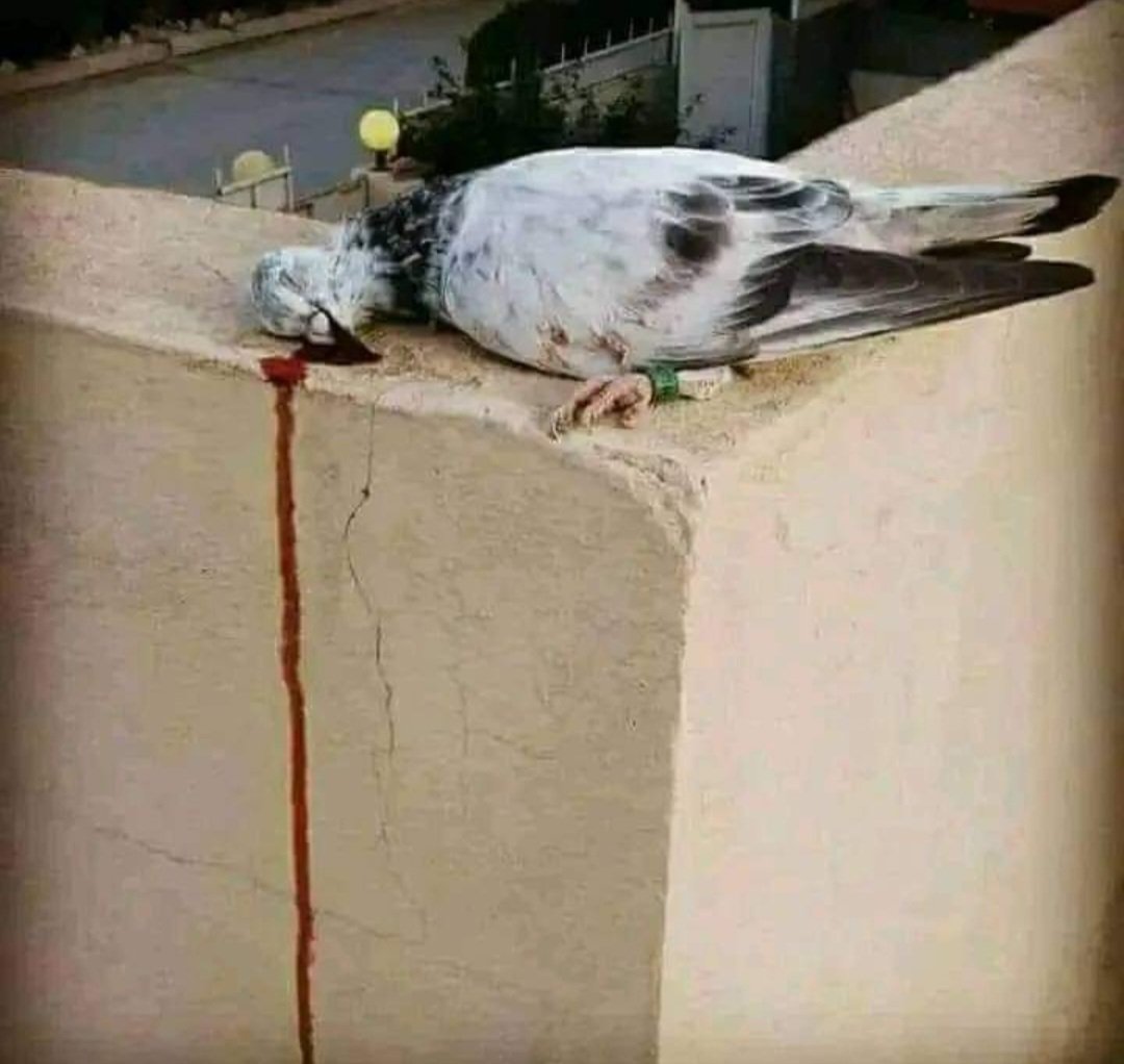 HijaziSidra's tweet photo. کوئی سِکھلاۓ مُحبت کے قَرینے اُسکو
خَط کے غُصے میں کبوتر نہیں مارے جاتے۔@OfficialDGISPR
Sidra Hijazi
PTI London Secretary Information
#CipherLeak https://t.co/UpSip3gGfk