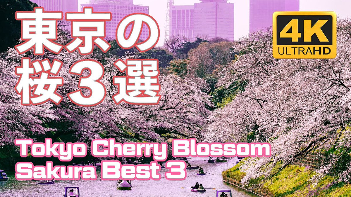 【Tokyo Cherry Blossom Spot Best 3】
"The most famous sakura spots in Tokyo, Chidorigafuchi, Ueno Park, and the cherry blossom trees in full bloom on the Meguro River."
 [Selected Videos 2005]
#千鳥ヶ淵 #上野公園 #目黒川

《Video (53:24)》youtu.be/K_pg1Ec_-5I