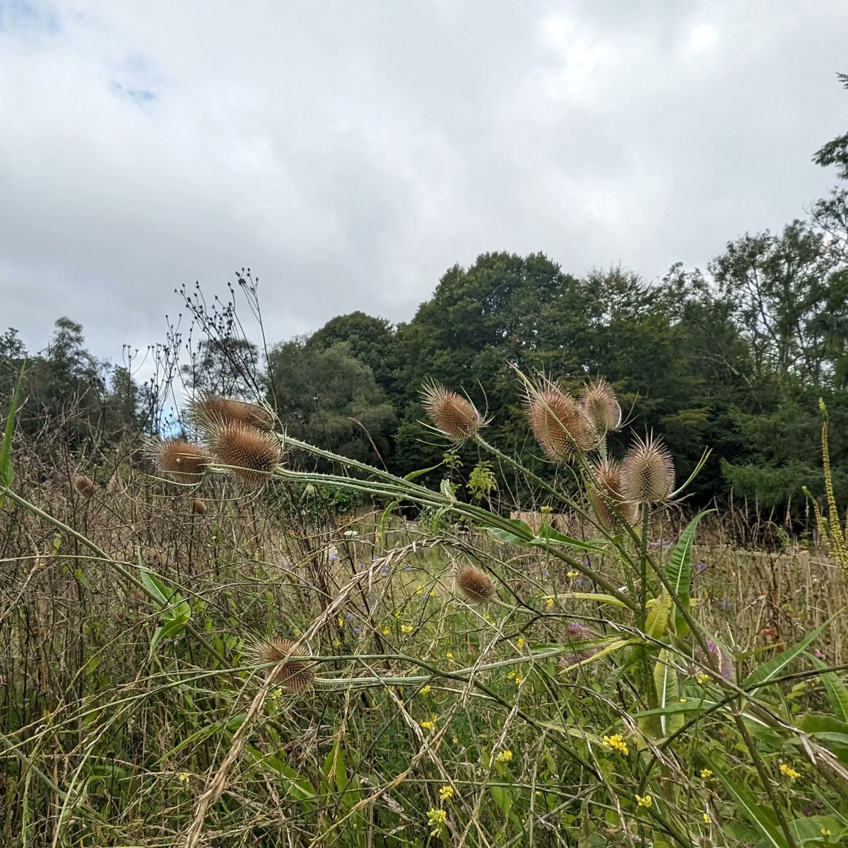 #arddnatur #naturegarden #nature #natur #biodiversity doing well at #betwspark #parcybetws #ybydybetws #ybydarbetws @heritagefunduk @welshgovernment @HeritageFundCYM #localplacesfornature. Volunteers and  tiny community council of BETWS. Ensuring all can get back close to nature