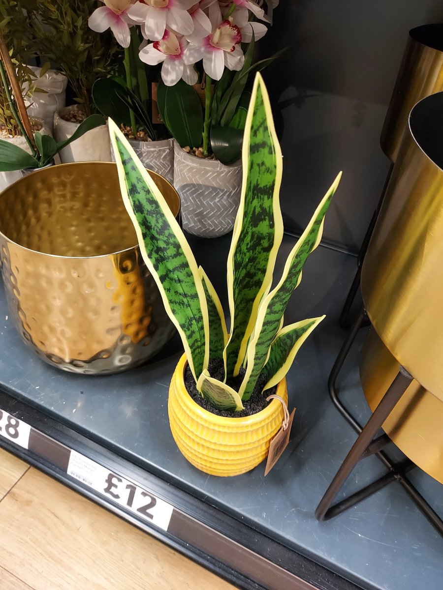 boddling's tweet image. Somebody tell Link you can buy a pot of Captain Construct Horns for 12 quid in Tesco?